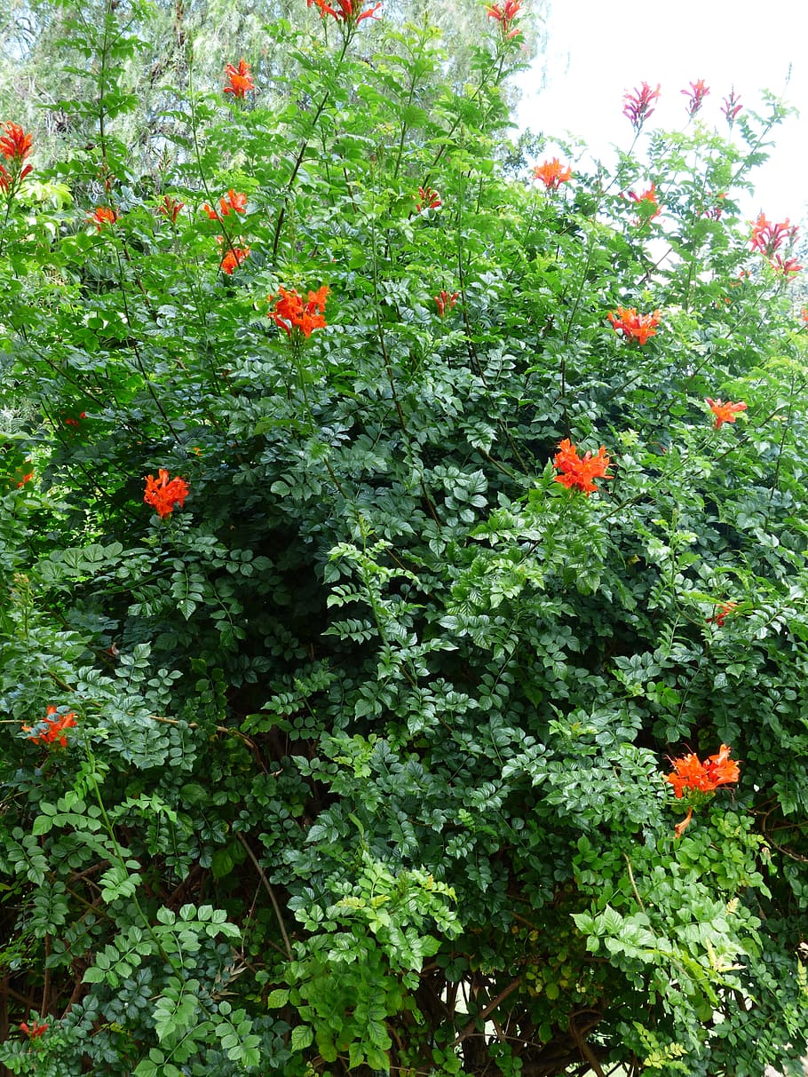 Cape Honeysuckle, Bush, Blossom, Bloom, red, evergreen bush, HD wallpaper