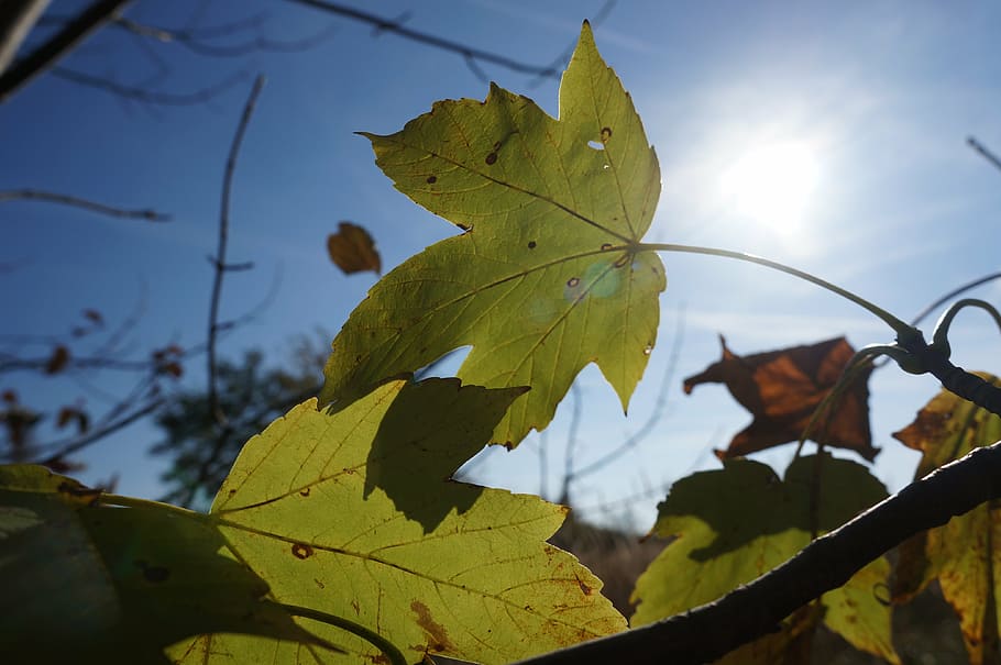 autumn, leaves, maple, mountain maple, sun, shadow, transparent HD wallpaper