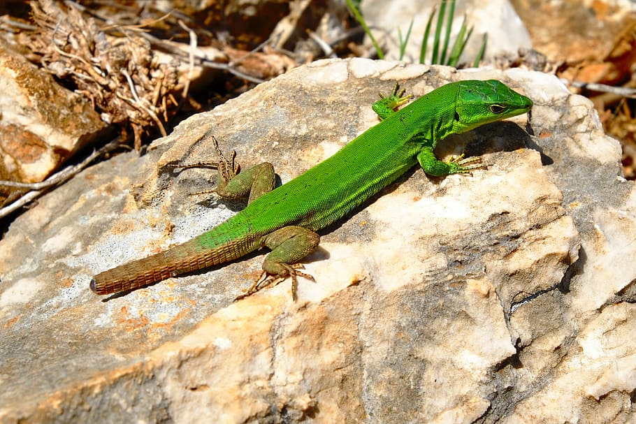 lizard on rock, green lizard on rock, stone, sunlight, animal themes HD wallpaper