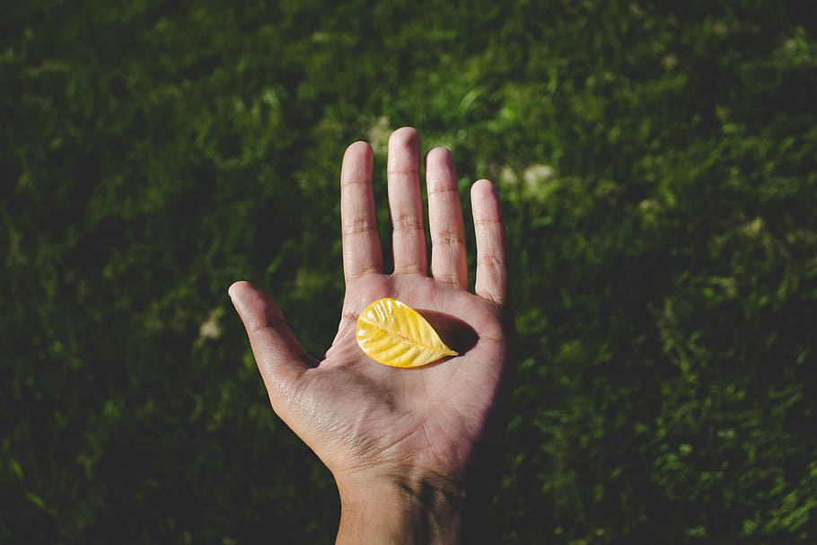 person holding yellow leaf, green, grass, fall, autumn, hand HD wallpaper