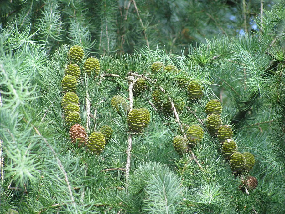 forest, coniferous trees, branch, fir tree, netherlands, growth HD wallpaper