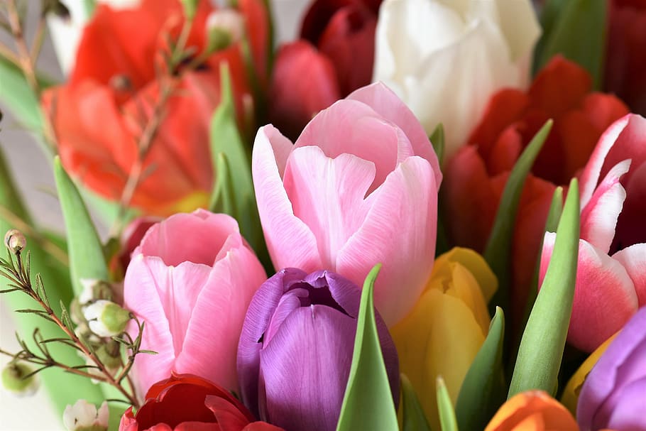 bouquet of assorted-color tulip flowers, tulips, strauss, tulip bouquet, HD wallpaper