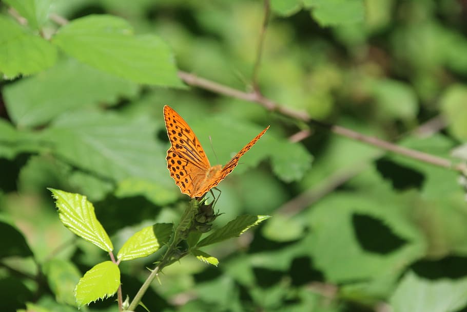butterfly, insect, invertebrate, animal wing, butterfly - insect HD wallpaper