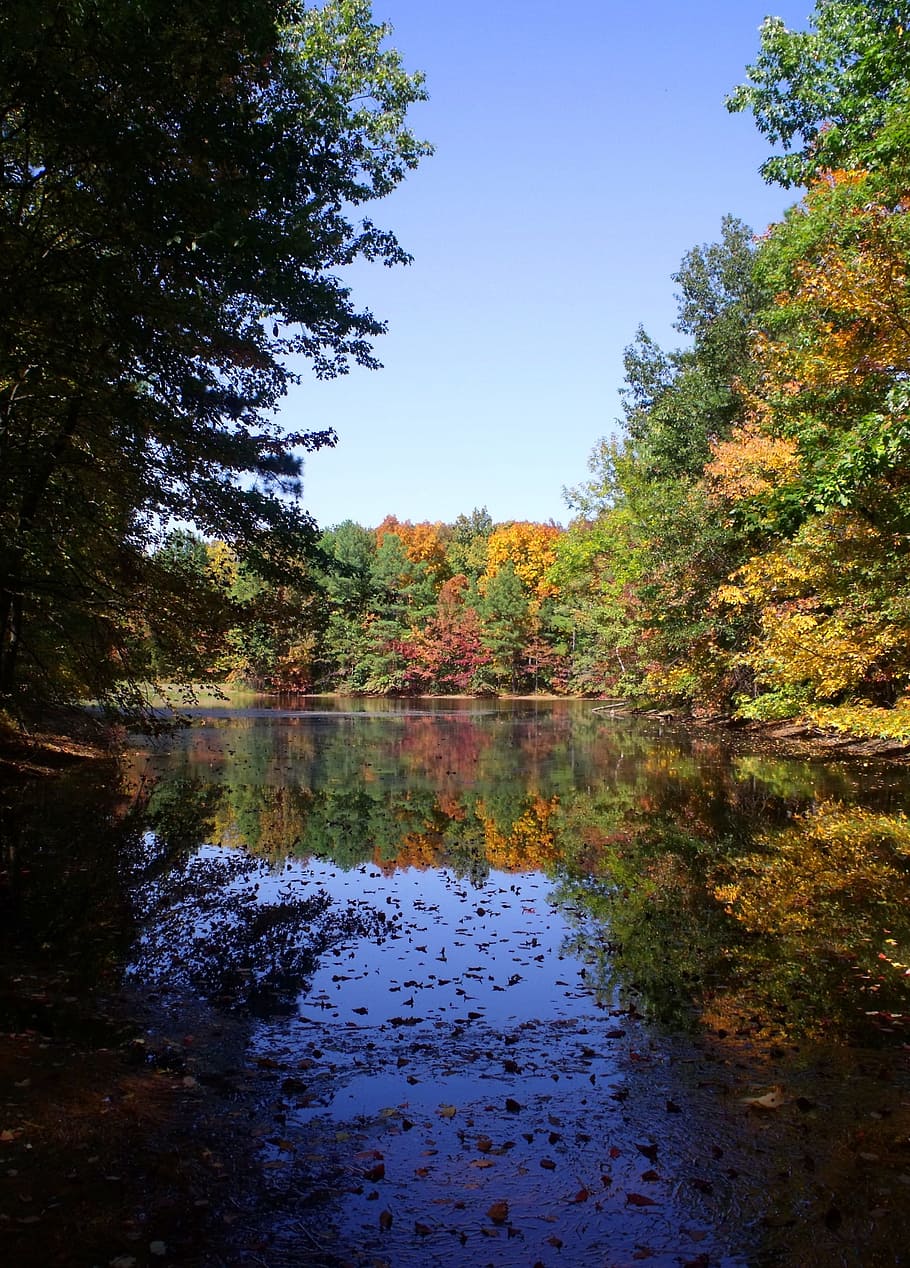 trees, summer, water, organic, agriculture, outdoors, environment HD wallpaper