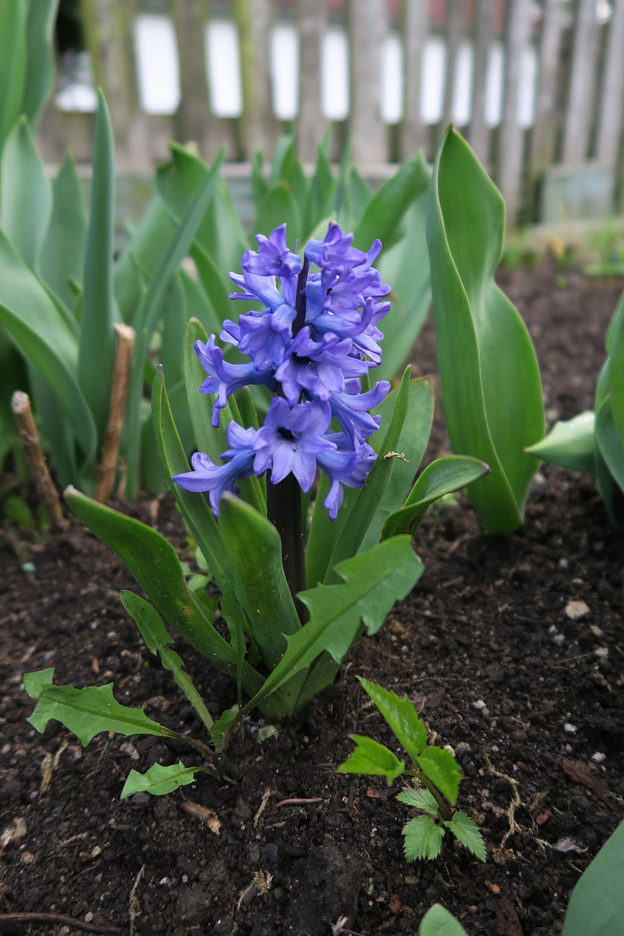 flower, spring, garden, flowering plant, growth, freshness HD wallpaper