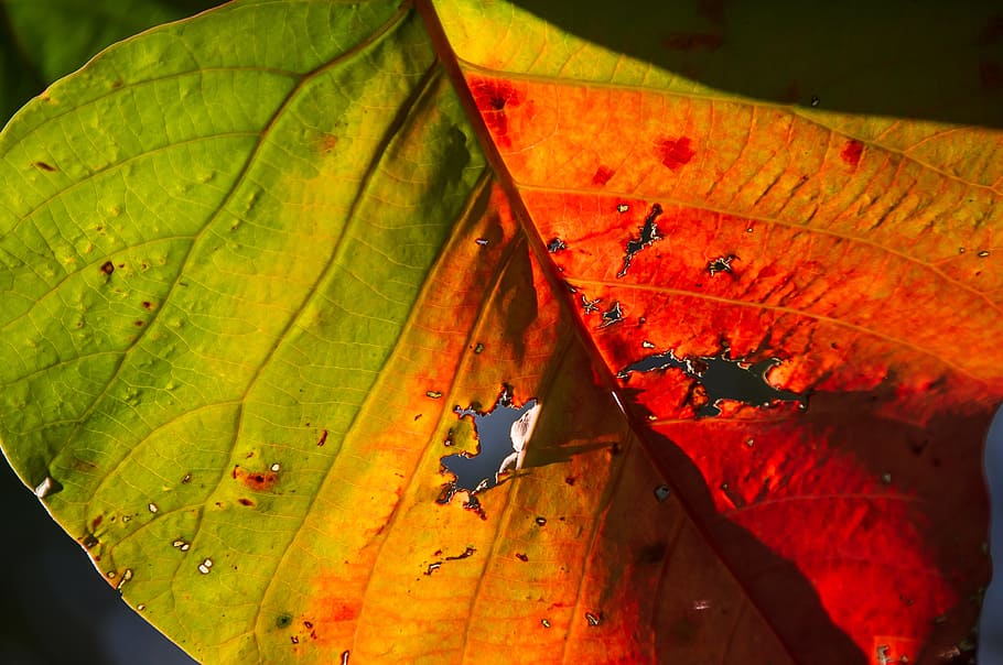 leaf, colourful, bright, bleeding heart tree, homalanthus populifolius HD wallpaper