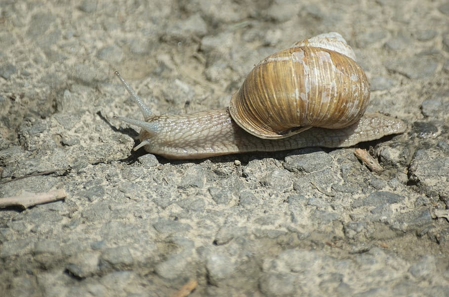 snail, shell, animal, animal wildlife, animal themes, mollusk HD wallpaper