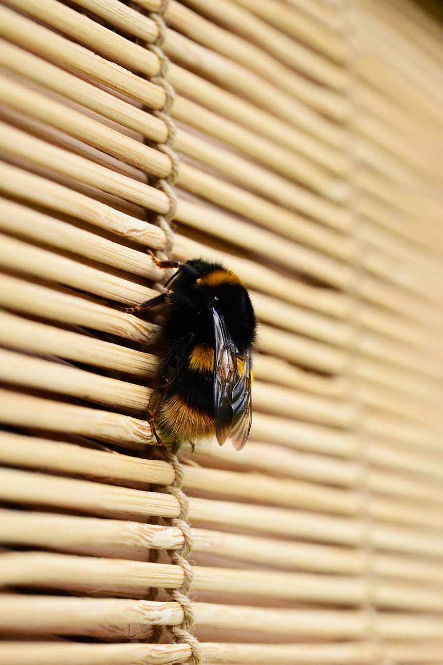 bee, bumblebee, pollinator, close-up, one animal, animal themes HD wallpaper
