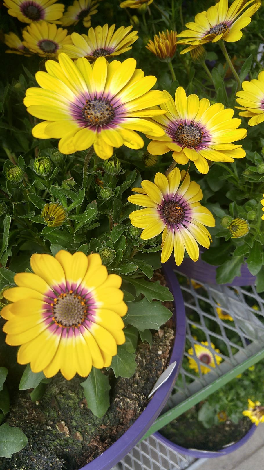 flowers, spring, colorful, bright, happy, flowering plant, fragility HD wallpaper