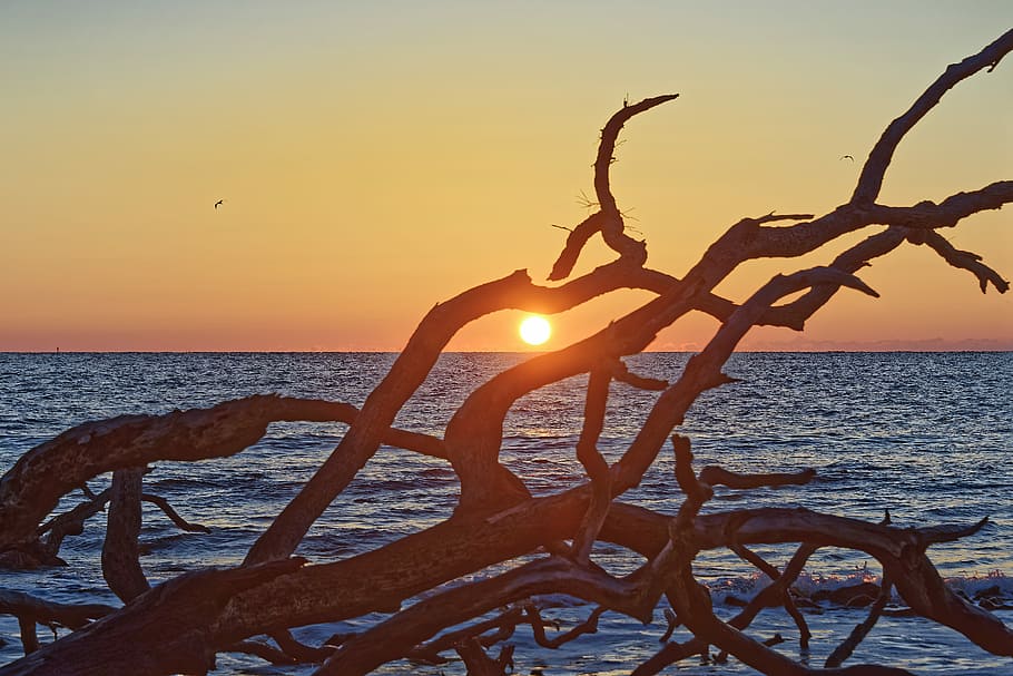driftwood silhouette under golden hour, drift woof, ocean, sunset HD wallpaper