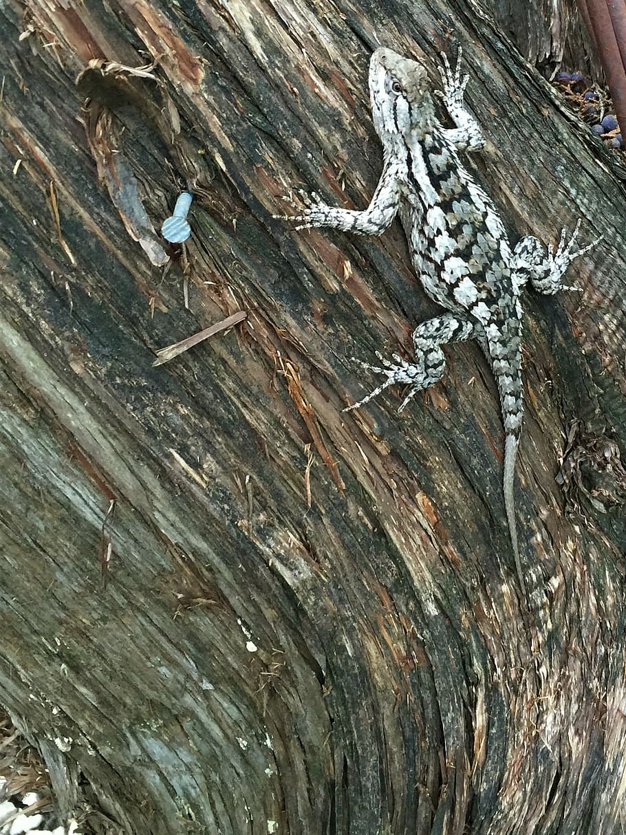 reptile, lizard, patterns, muted colors, wood - material, textured HD wallpaper