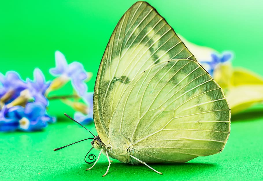 closeup photography of butterfly, insect, flower, close-up HD wallpaper
