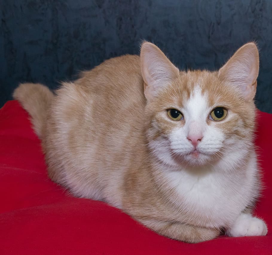 cat, concerns, sweet, watch, rest, red, white, domestic, pets HD wallpaper