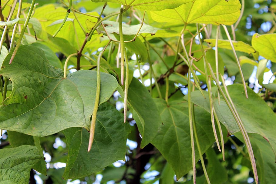 tree, foliage, katalpa, park, nature, green, leaf, plant part HD wallpaper