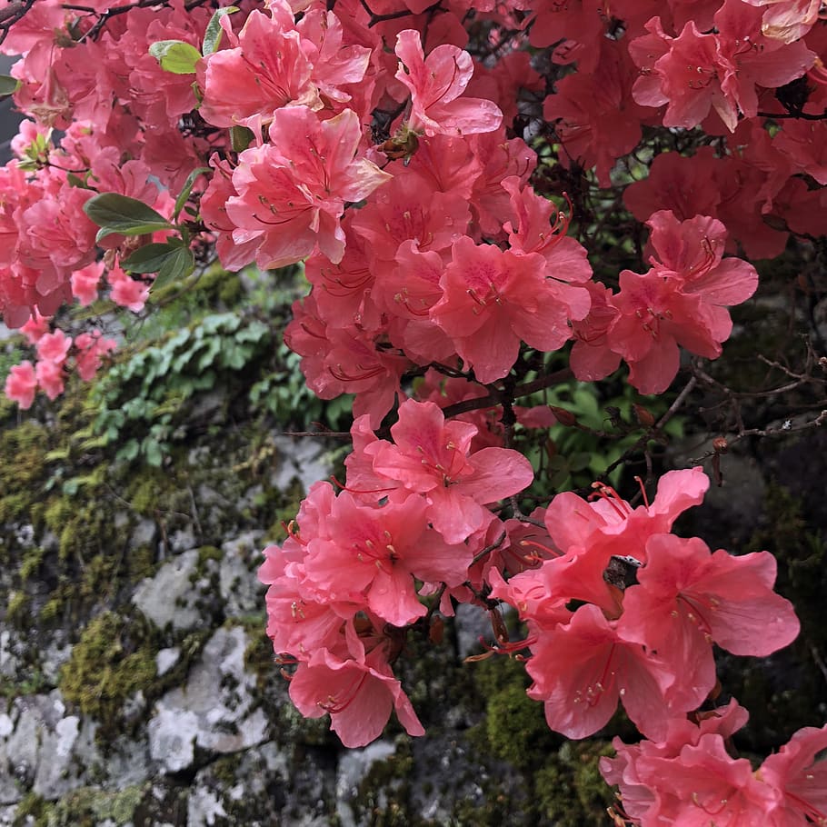 azalea, flowers, spring, flowering plant, pink color, vulnerability HD wallpaper