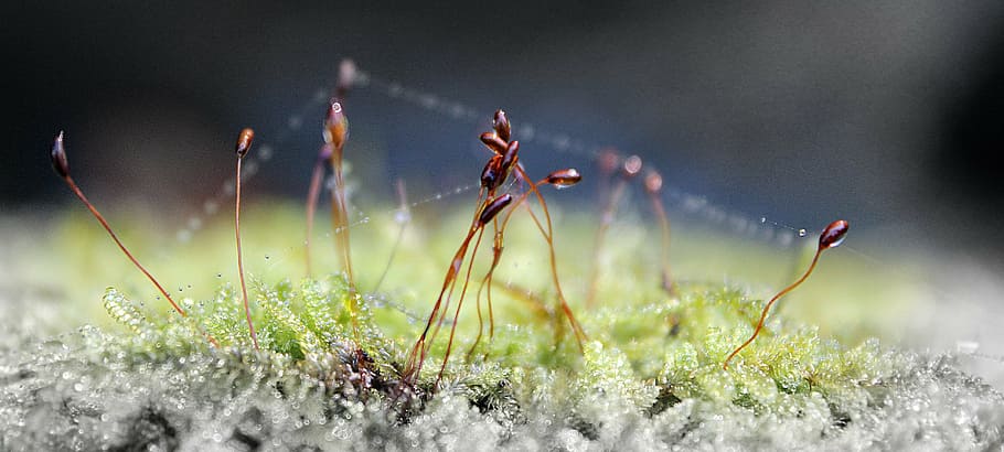 macro, dew, drops, green, grass, nature, dewdrop, lawn, dew-drop HD wallpaper