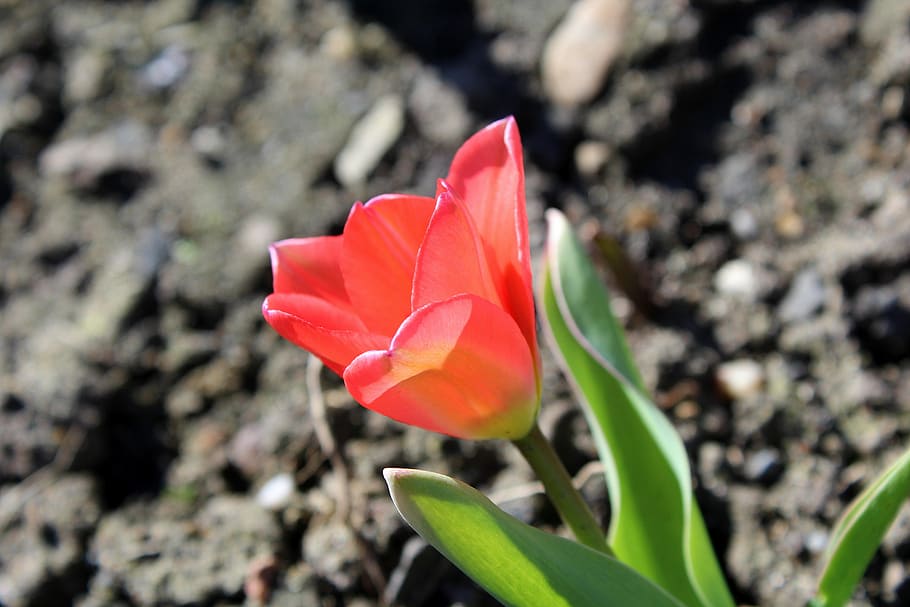 tulip, spring flowers, nature, plant, leaf, beauty in nature HD wallpaper