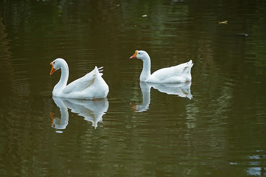 pool, lake, water, bird, reflection, nature, swan, feather HD wallpaper