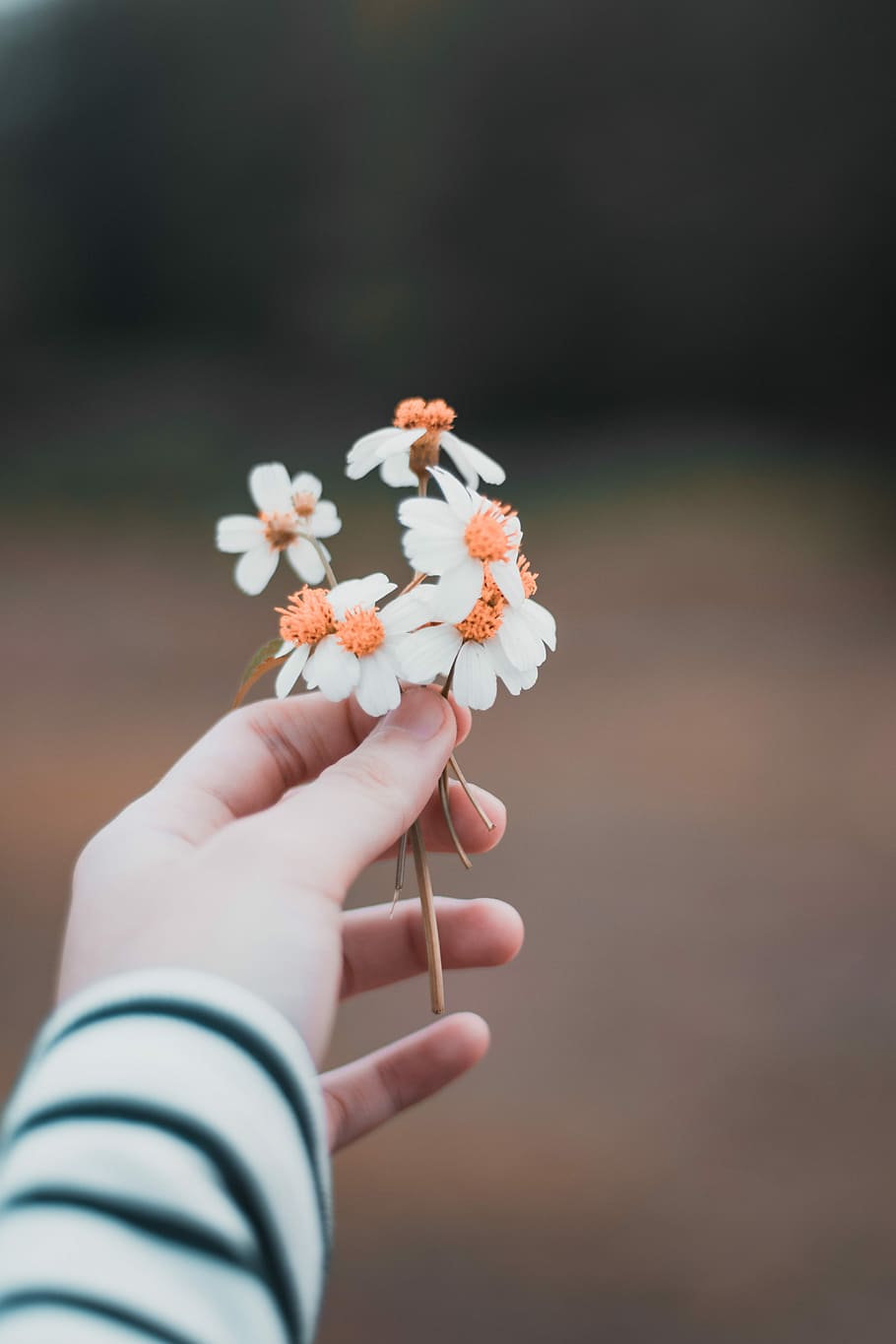 selective focus photography of person holding white petaled flowers, person holding white petaled flowers