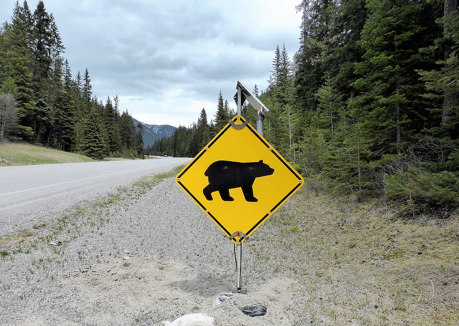 road sign, warning, bear, danger, nature, national park, canada HD wallpaper