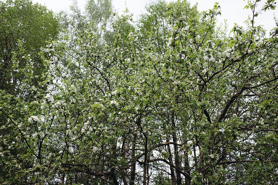 Spring trees, nature, leaf, branch, forest, plant, outdoors, green Color HD wallpaper