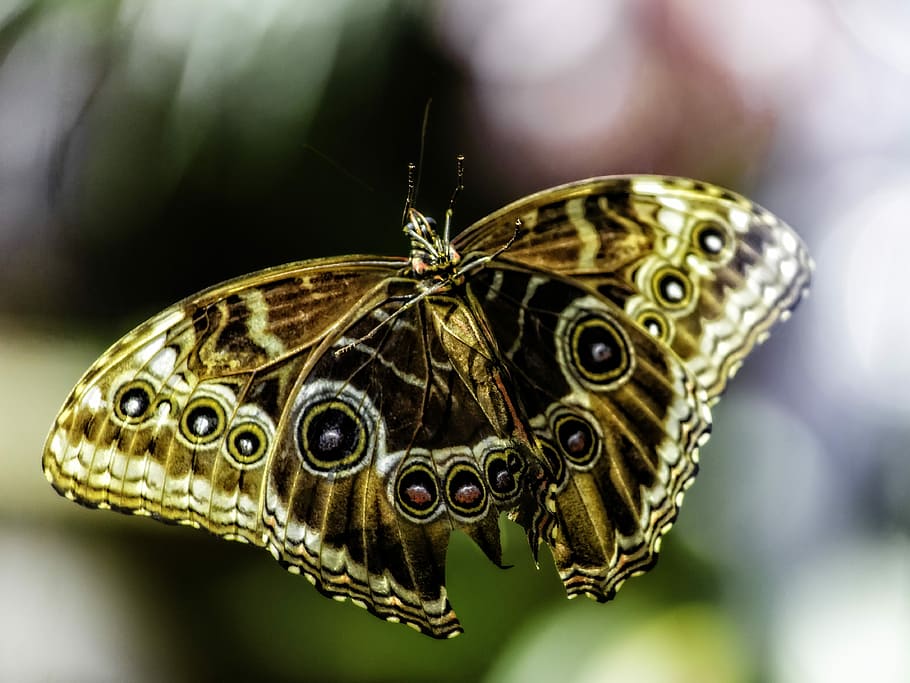 Lv butterflies HD wallpapers