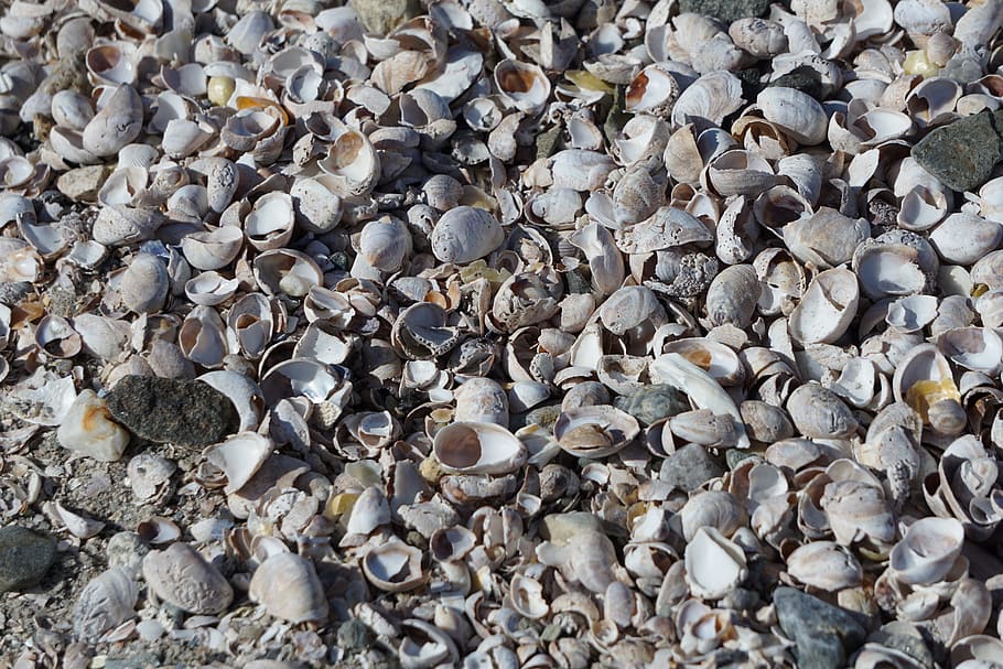 shells, wallpaper, seas, beach, ocean, full frame, backgrounds HD wallpaper