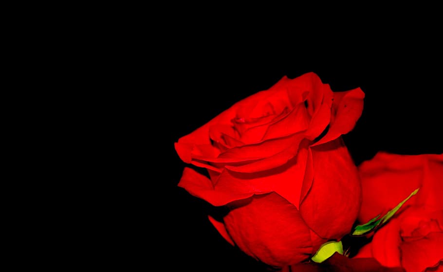 red, rose, flowers, black background, studio shot, flowering plant HD wallpaper