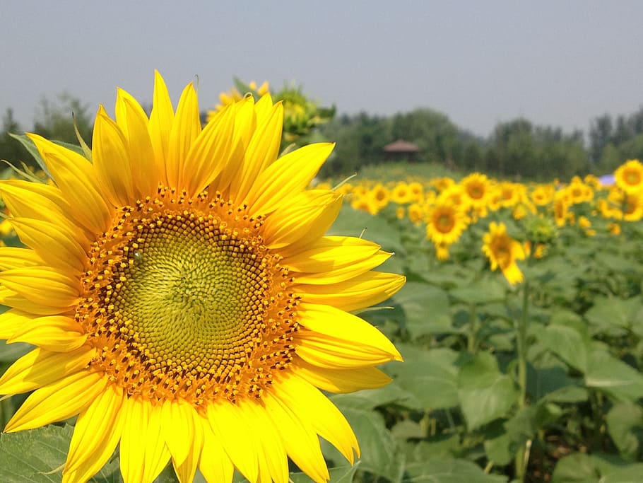 Spring, Forest Park, Sunflower, nature, yellow, agriculture HD wallpaper
