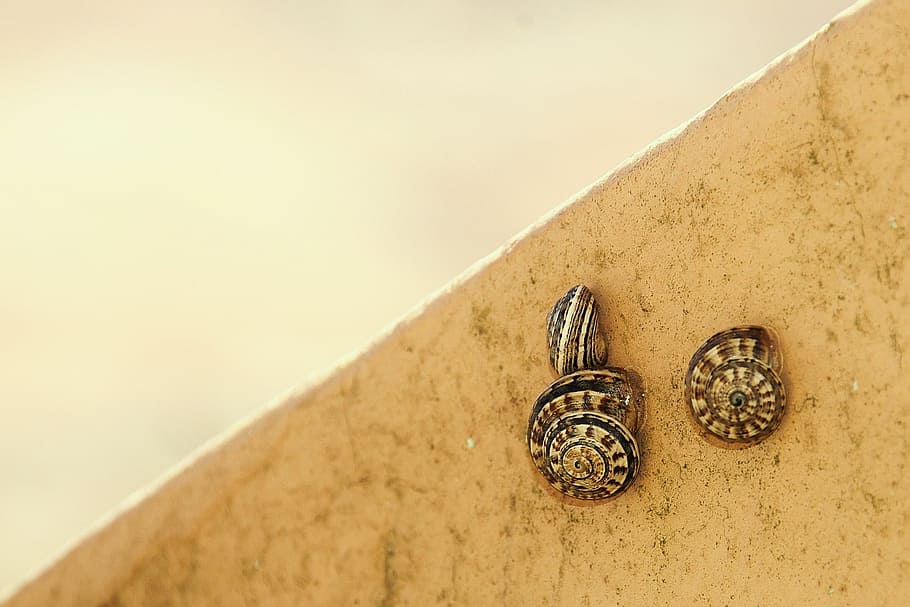snails, shell, nature, land snail, housing snail, ring, jewelry HD wallpaper