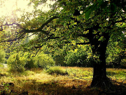 oak, forest, tree, tribe, oak leaves, aesthetic, branches, plant HD wallpaper