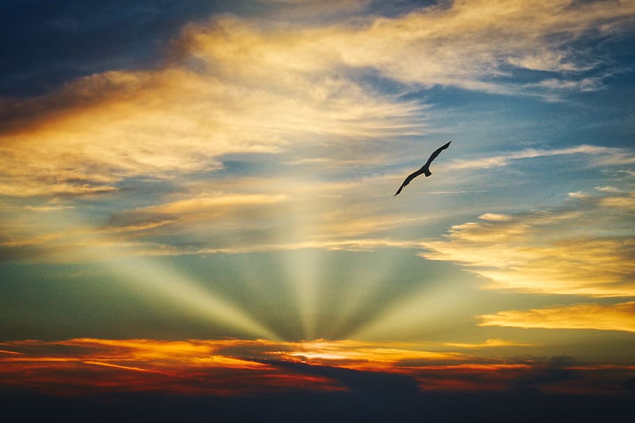 silhouette of bird flying during sunset, sky, nature, dawn HD wallpaper