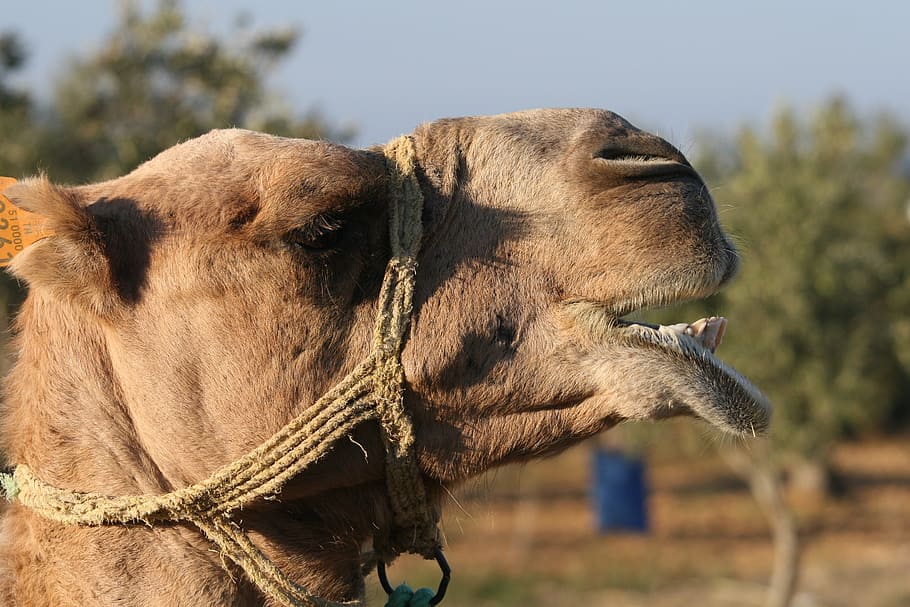 animal, camel, close-up, mammal, animal themes, one animal HD wallpaper
