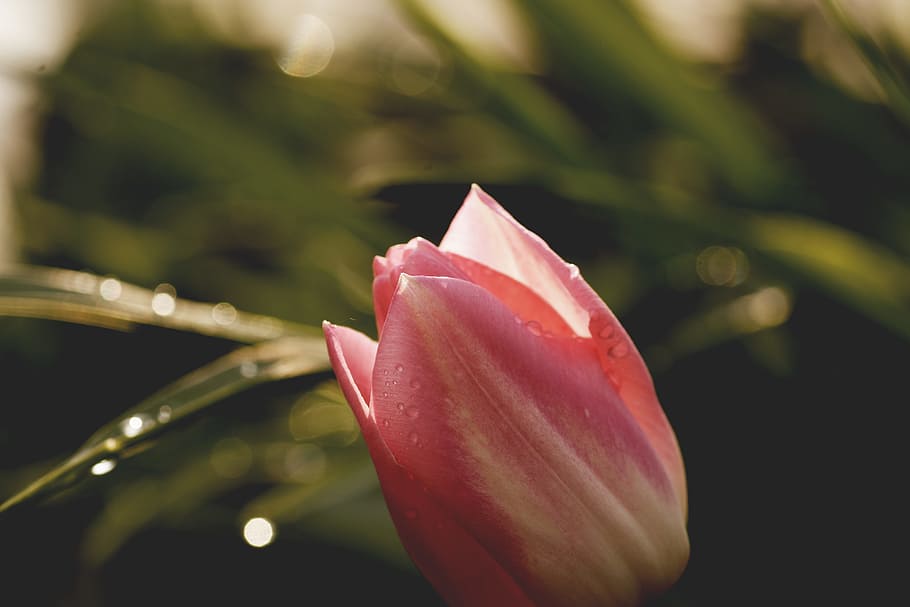 grass, petals, plant, blur, beautiful, bloom, blooming, bright HD wallpaper