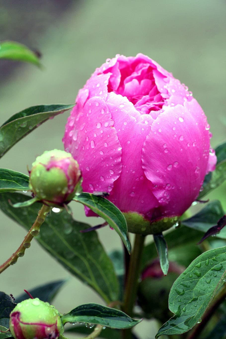 flower, peony, pink, garden, flowering, field, plant, pink color HD wallpaper