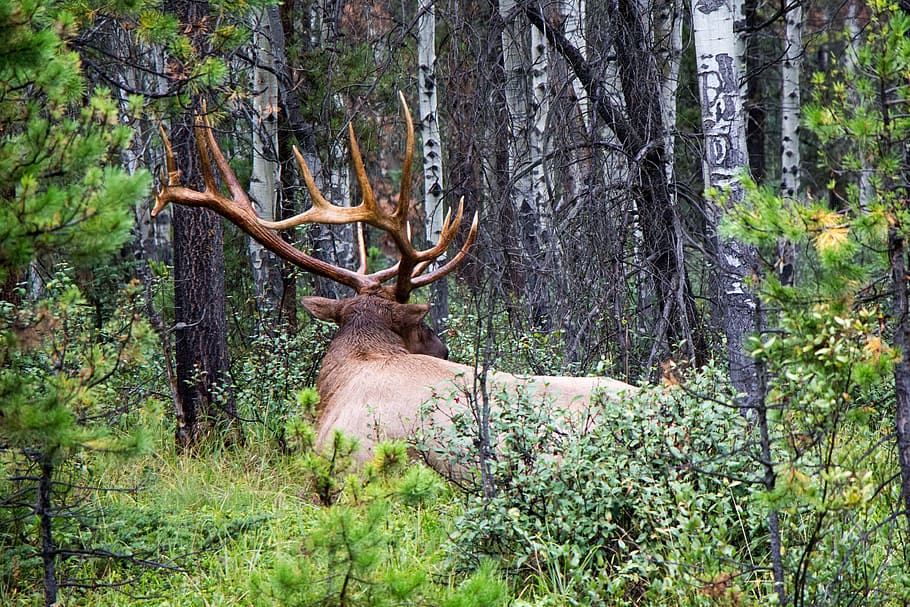 elk, royal, deer, animal, male, antler, red, bull, mane, monarch