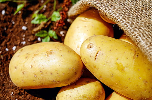 brown potato lot, potatoes, vegetables, erdfrucht, bio, harvest HD wallpaper