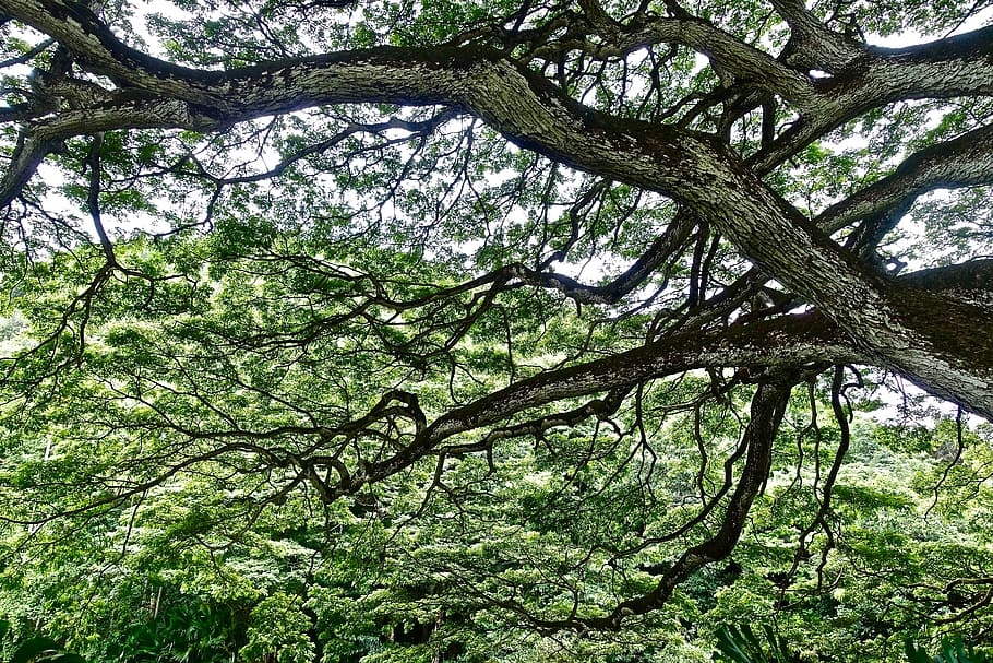 foliage, tree, monkeypod, hawaii, natural, sunlight, branches HD wallpaper