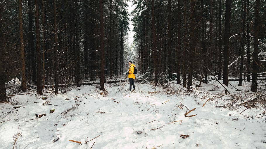person in yellow jacket stand on snow field surrounded pine trees, person standing on snow near green pine trees during daytime HD wallpaper