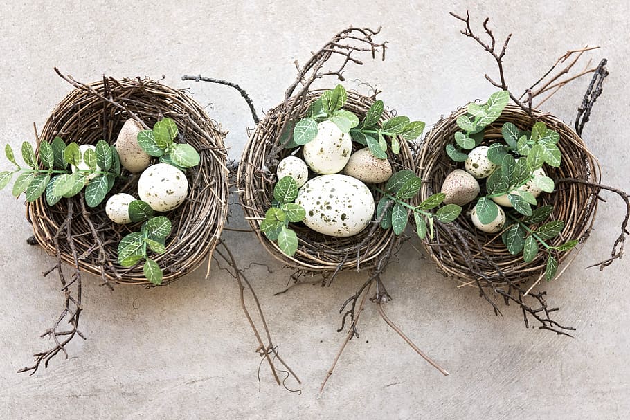 three nests with white-and-brown spotted eggs, nature, food, little, HD wallpaper
