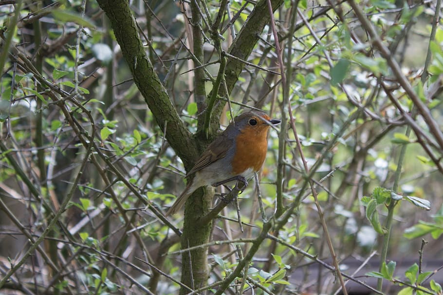 robin, bird, england, tree, red chest, wildlife, nature, garden, HD wallpaper