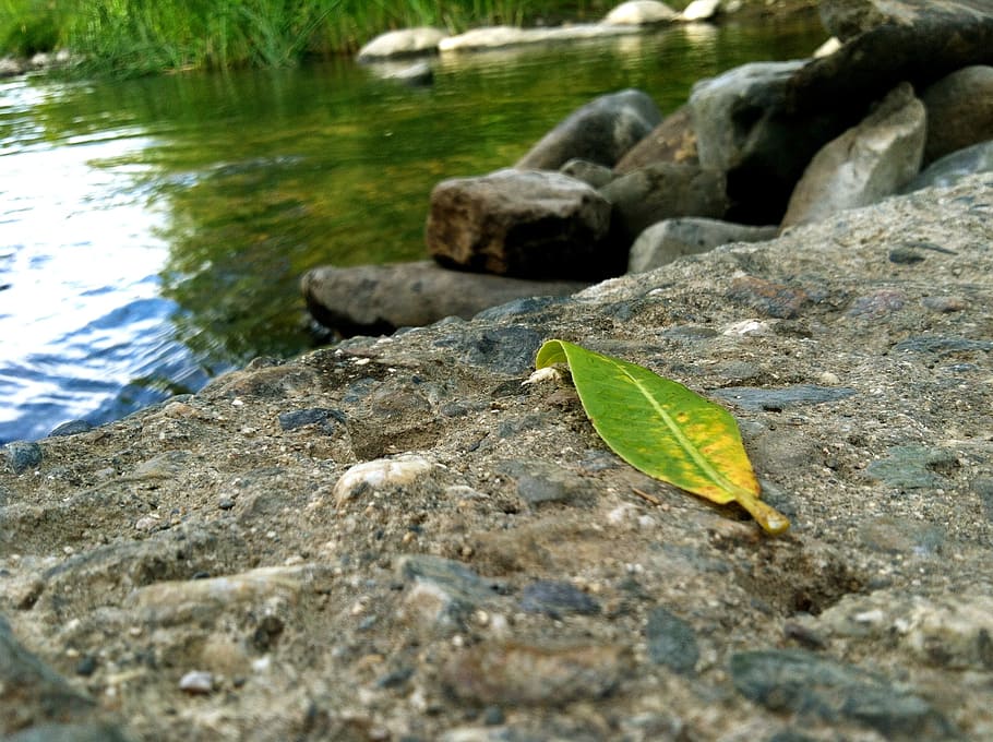 leaf, water, rock, green, abstract, clean, purity, isolated HD wallpaper