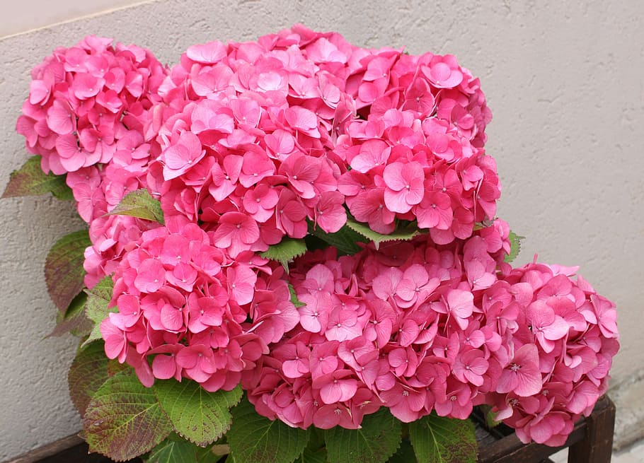 Hydrangea, Fuchsia, Flowers, rosa, cultivate, plant, ornamental plant HD wallpaper