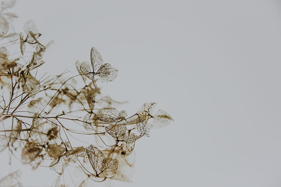 Hydrangea skeleton, closeup photo of brown petaled plant, leaf HD wallpaper