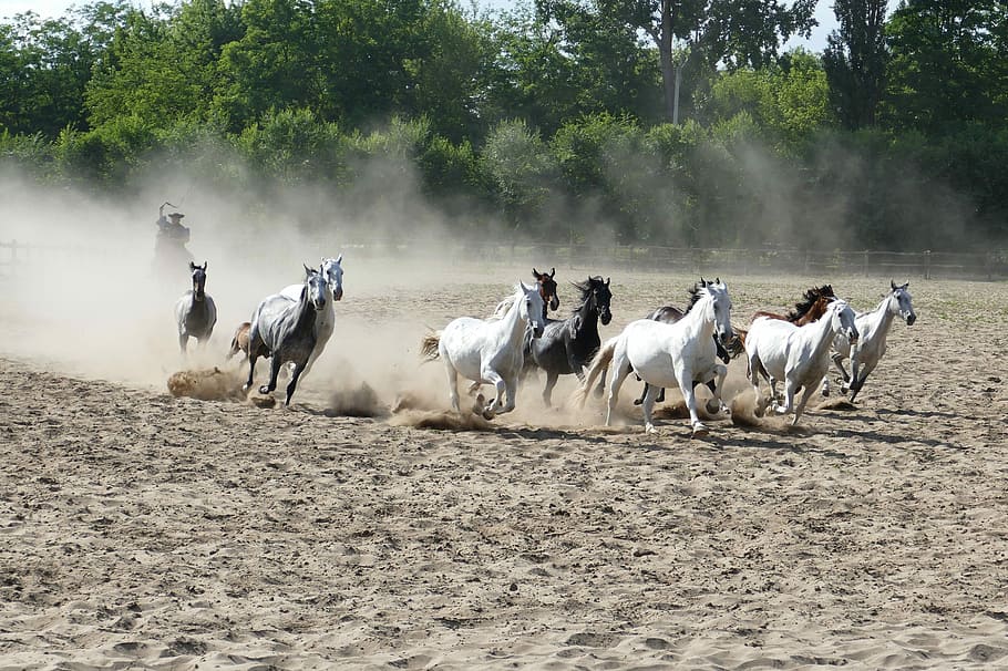 herd of galloping horses on sand, Puszta, Hungary, Tourism, agriculture, HD wallpaper
