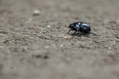 Insect, Dung Beetle, Forest, aphid, scarab, forest floor, close HD wallpaper