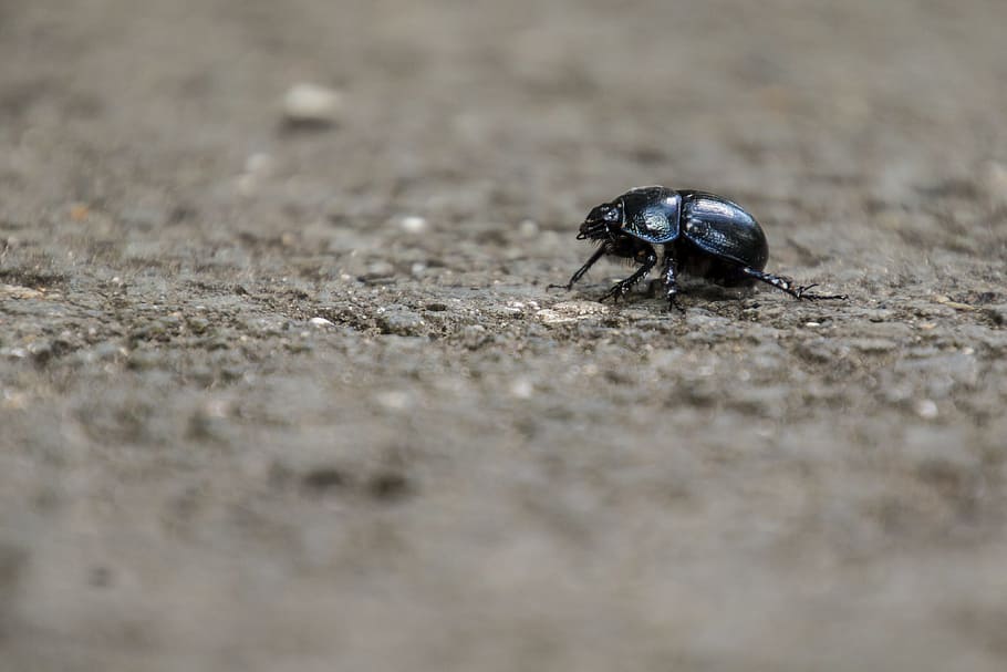 Insect, Dung Beetle, Forest, aphid, scarab, forest floor, close HD wallpaper