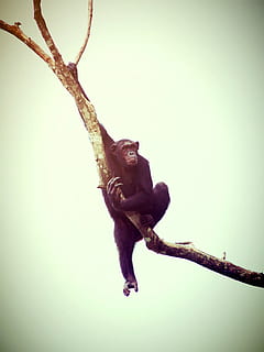 black primate on tree branch, animal, monkey, chimp, relaxing HD wallpaper