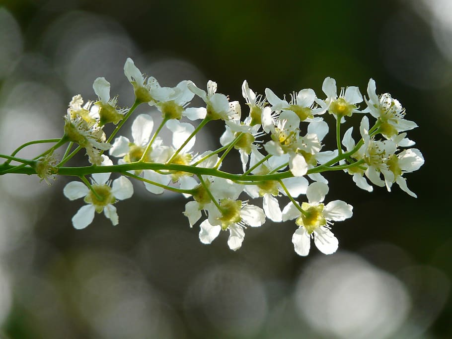 common bird cherry, black cherry, tree, flowers, white, spring HD wallpaper