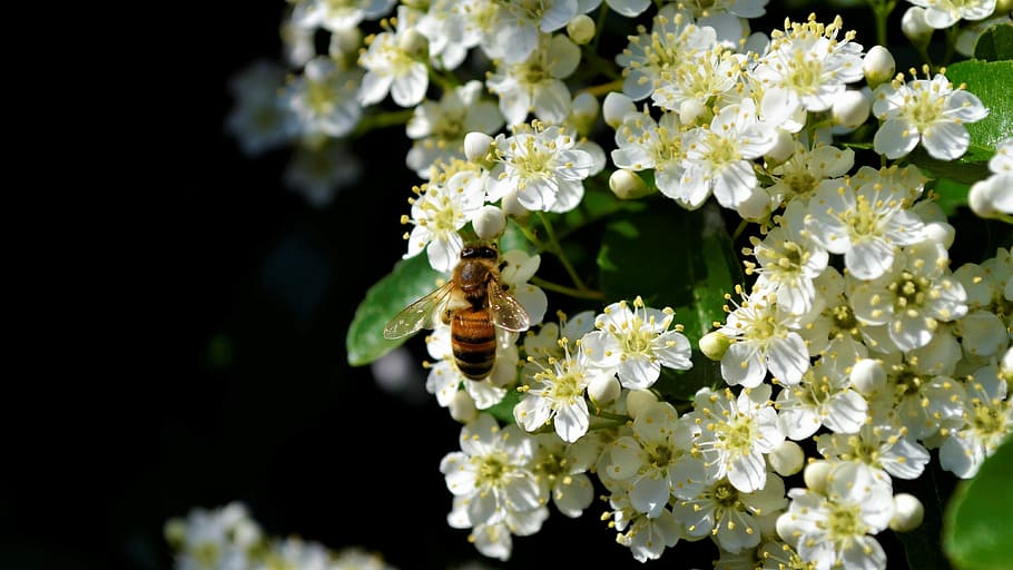 bee, nice, bees, nature, flower, close up, garden, pollinate HD wallpaper